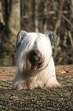 SKYE TERRIER 070
